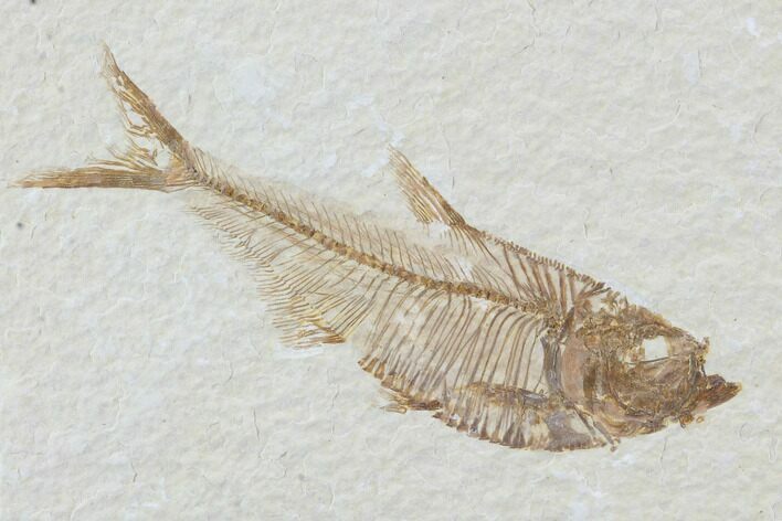 Diplomystus Fossil Fish - Wyoming #93990